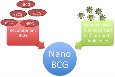 Nano-BCG: A Promising Delivery System for Treatment of Human Bladder Cancer